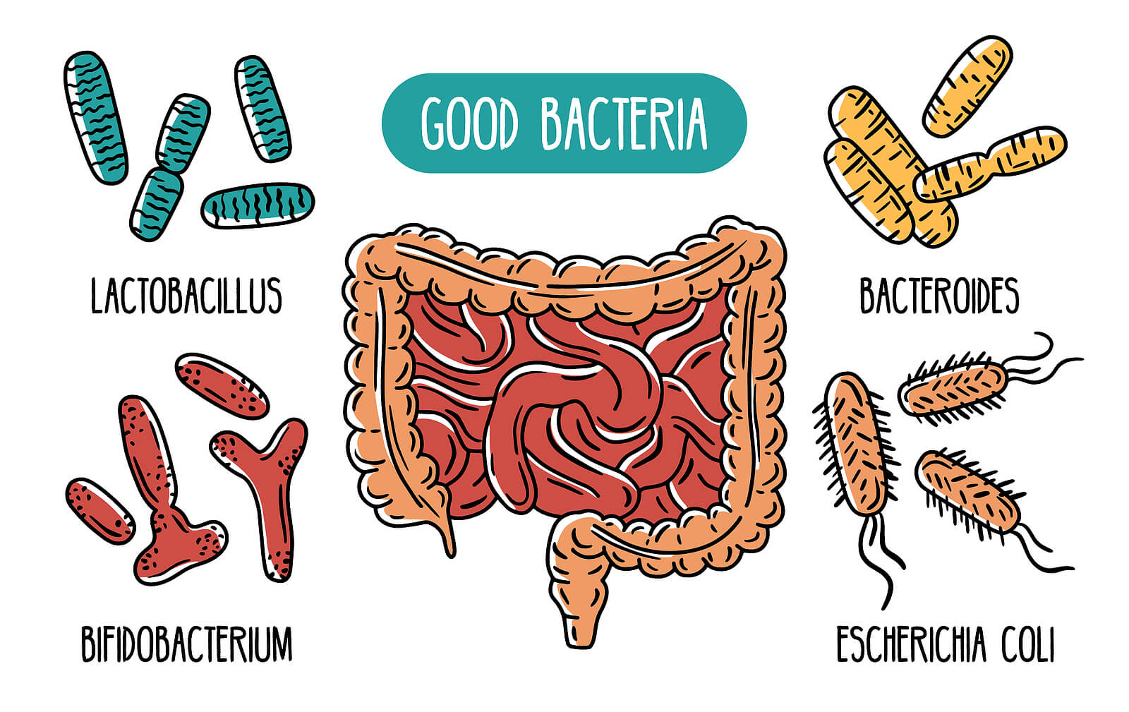 Vector-Infographics Bacteria Affects Cancer