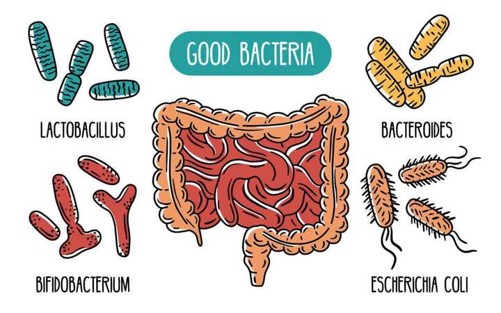 Vector-Infographics Bacteria Affects Cancer