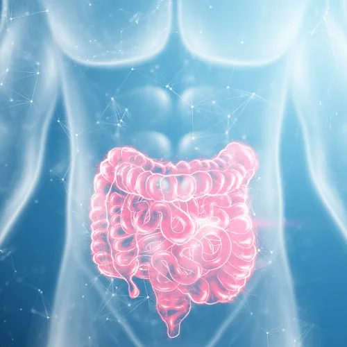 A medical illustration of a human digestive system.